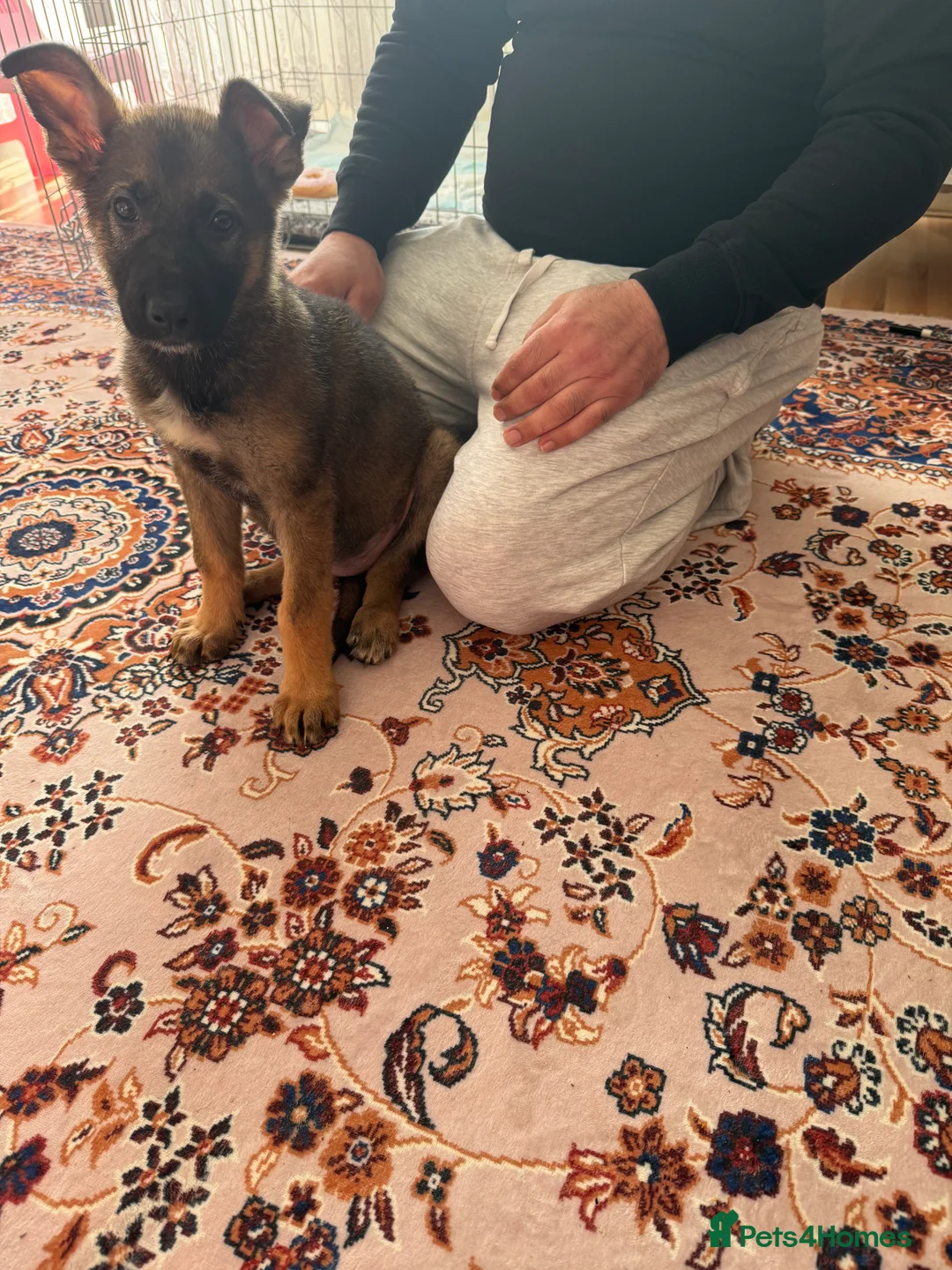 German Shepherd dogs for sale: beautiful 3 month old German shepherd  - Advert 6