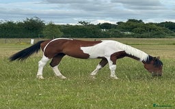 Hanoverian horses for sale: Skewbald filly  - Image 5