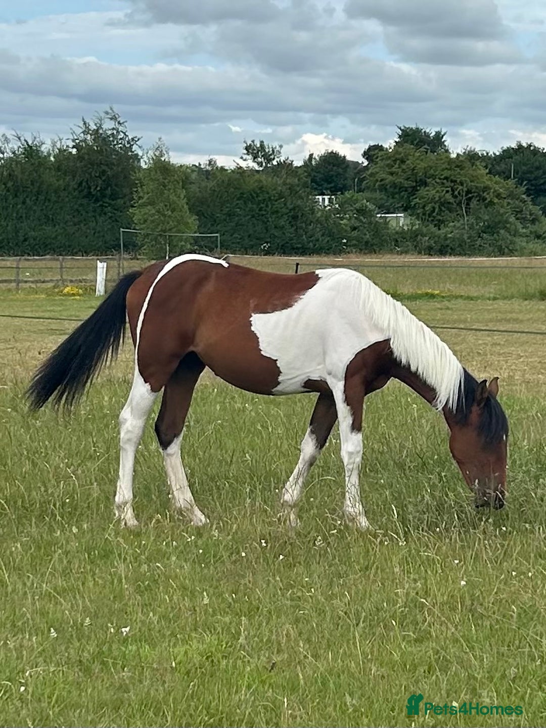 Hanoverian horses for sale: Skewbald filly  - Image 5