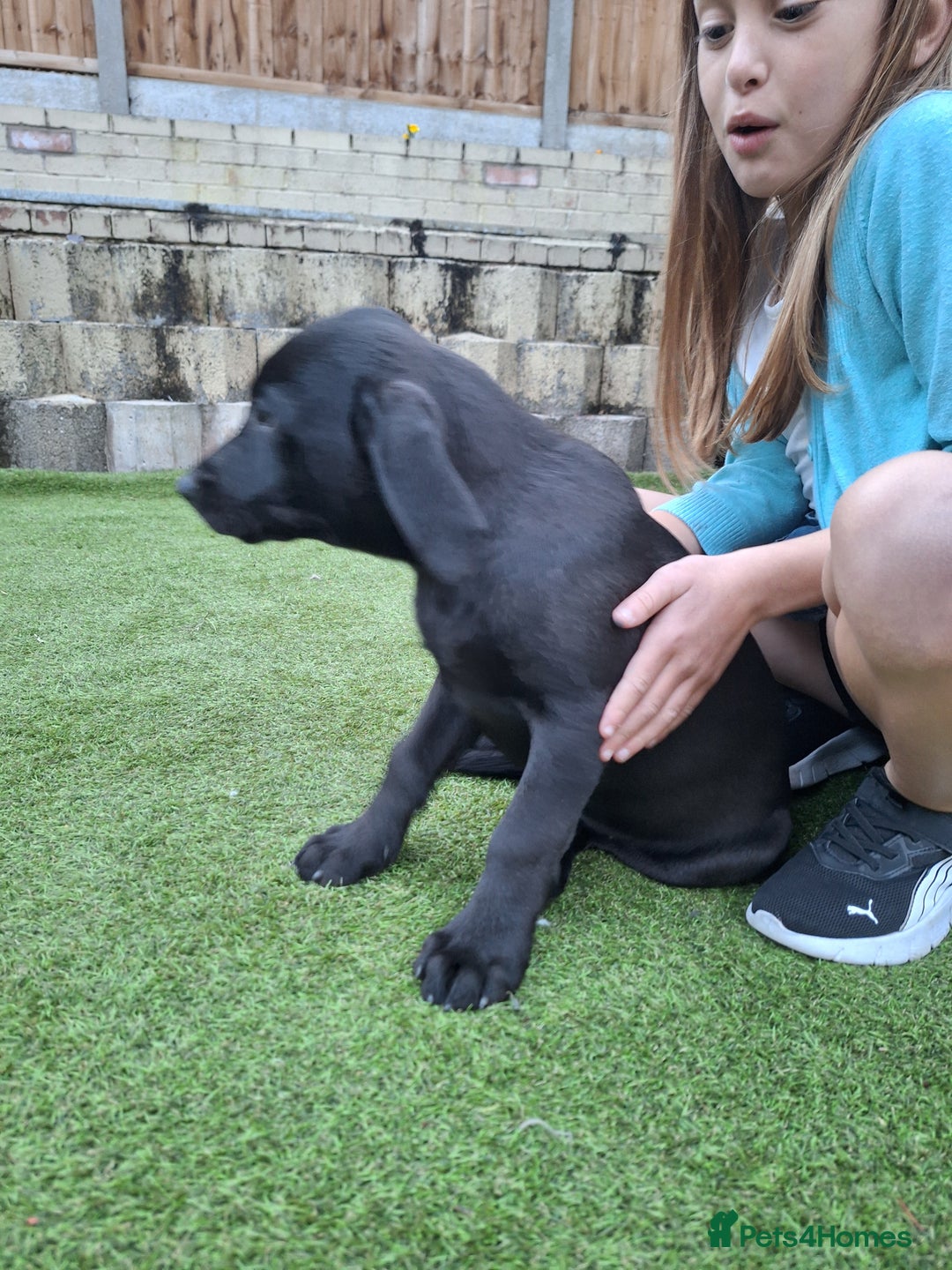 Labrador Retriever dogs for sale: ONLY 2 LEFT. Beautiful Healthy Labrador Puppies - Image 20