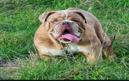 Olde English Bulldogge dogs for stud: 2 olde English bulldogs brothers for stud - Image 4