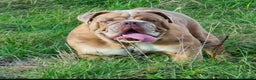 Olde English Bulldogge dogs for stud: 2 olde English bulldogs brothers for stud - Advert 4