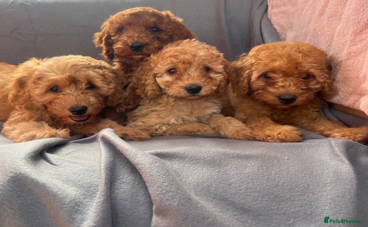 Cavapoo dogs - Advert 3