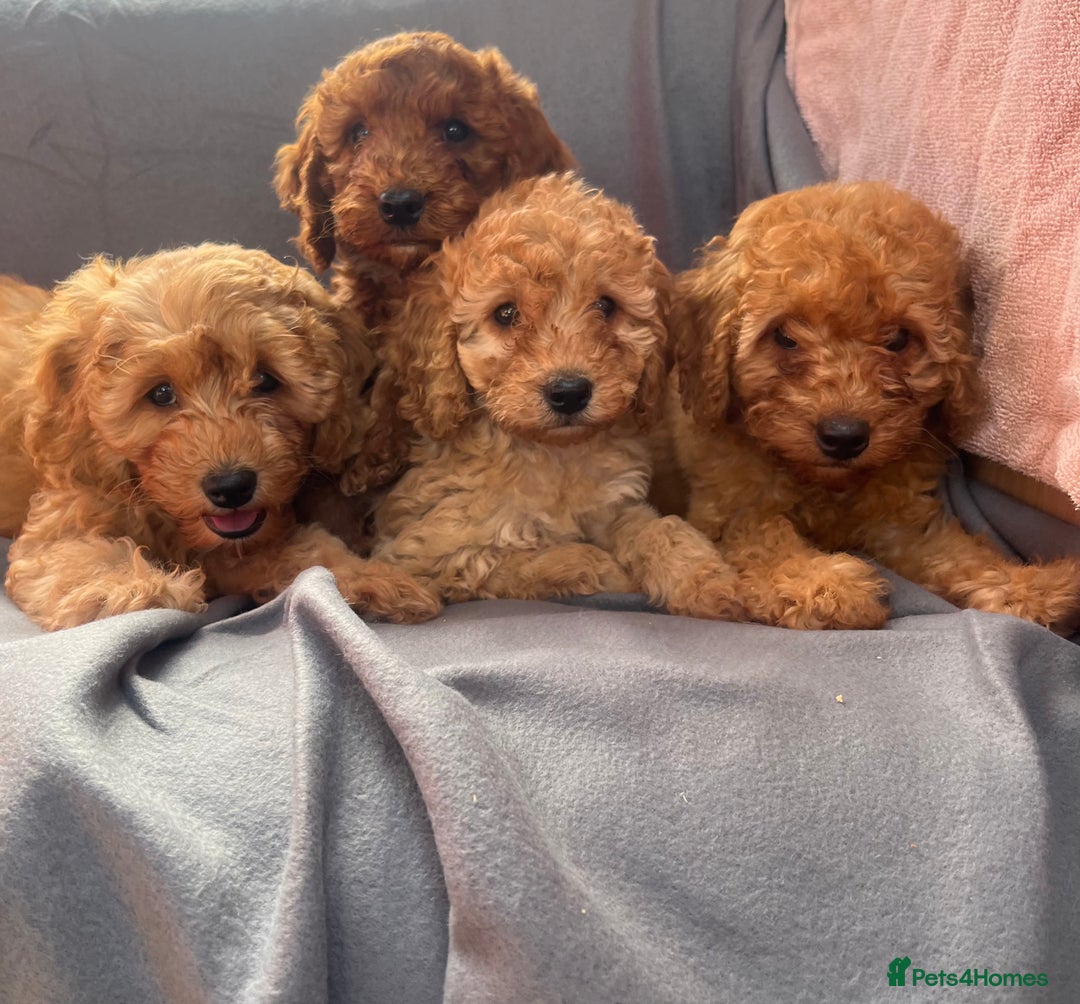Cavapoo dogs for sale: Cavapoo puppy’s  - Image 1