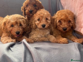Cavapoo dogs - Advert 22