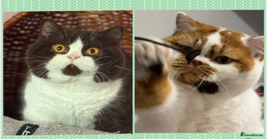 British Shorthair cats - Advert 14