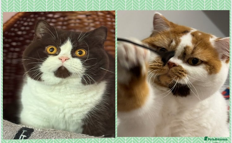 British Shorthair cats - Advert 1