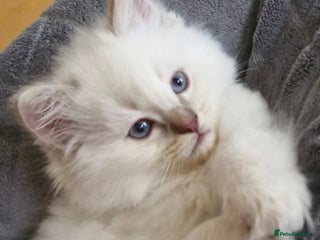 Ragdoll cats 🐾Last two Ragdolls.Ready 22nd December 🐾 - Advert 15