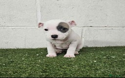 Staffordshire Bull Terrier dogs for sale: Kc Staffordshire bull terrier puppies  - Image 14