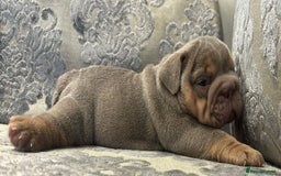 English Bulldog dogs for sale: Chunky English bulldogs  - Image 10