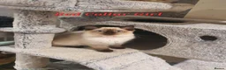Ragdoll cats for sale: 💖11 WEEKS OLD💖 GCCF Registered Ragdoll Kittens. - Advert 23