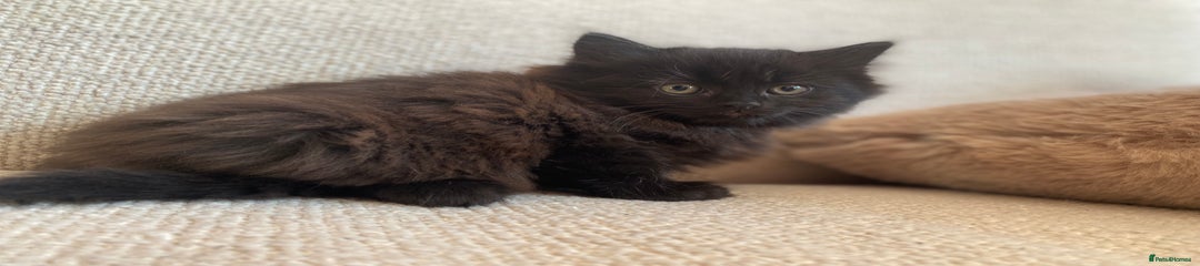 Siberian Kitten 3