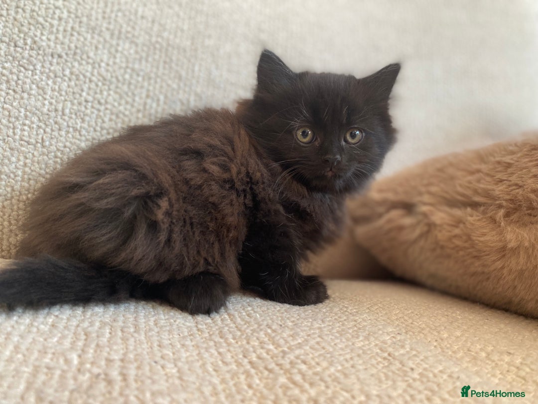 Siberian cats for sale: Siberian x British Shorthair Girls  - Image 10
