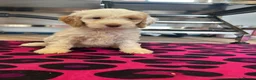 Cockapoo dogs for sale: F1 cockerpoo  - Advert 6