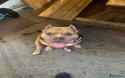 American Bully dogs for sale: Jagger  - Image 5