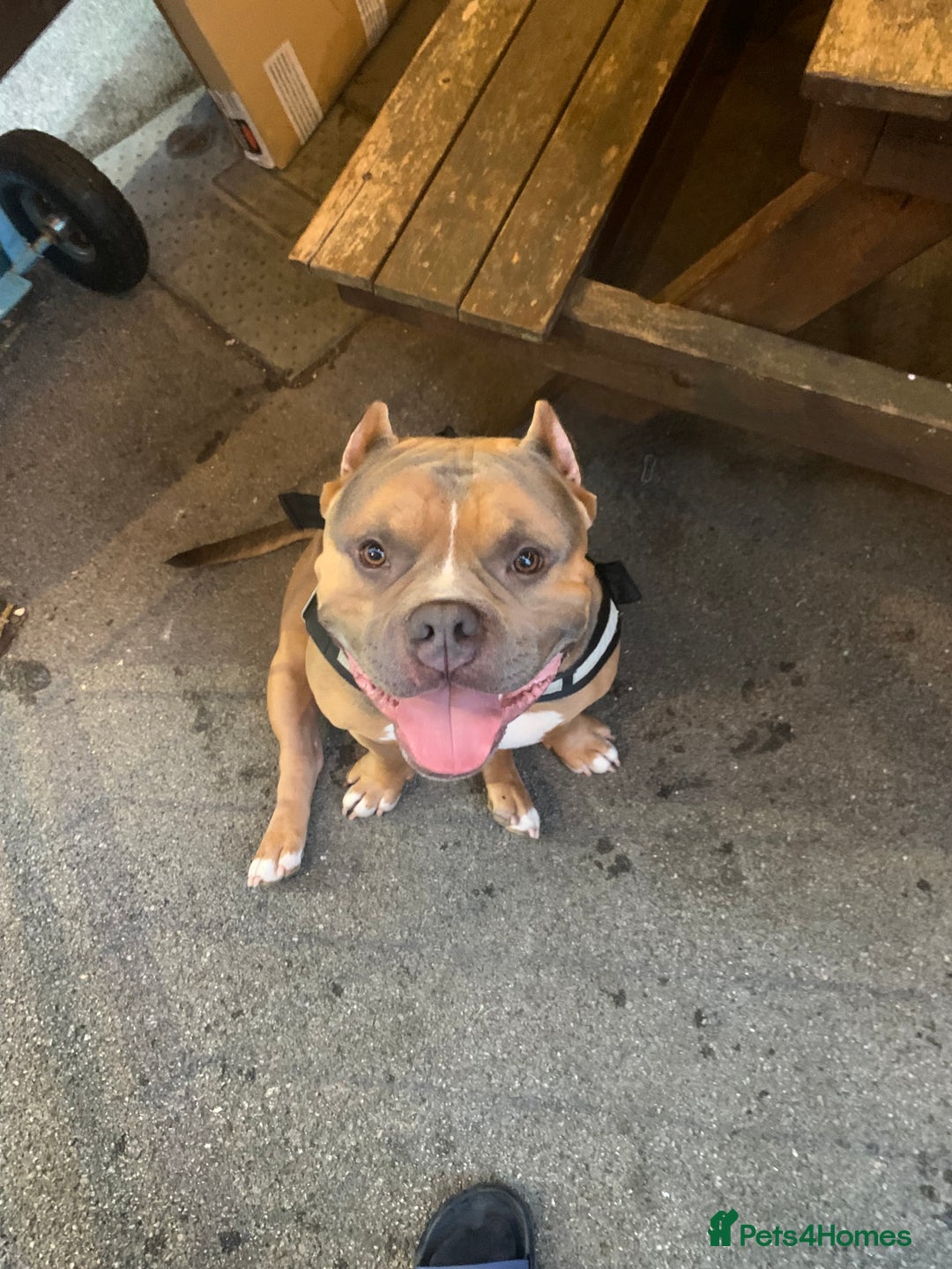 American Bully dogs for sale: Jagger  - Image 5