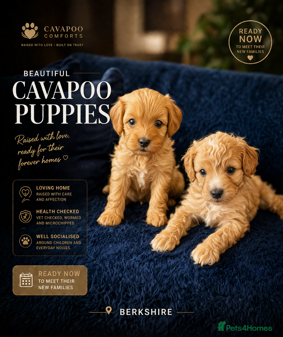 Cavapoo dogs Cavapoo - Advert 1