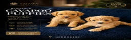 Cavapoo dogs for sale: Cavapoo - Advert 1