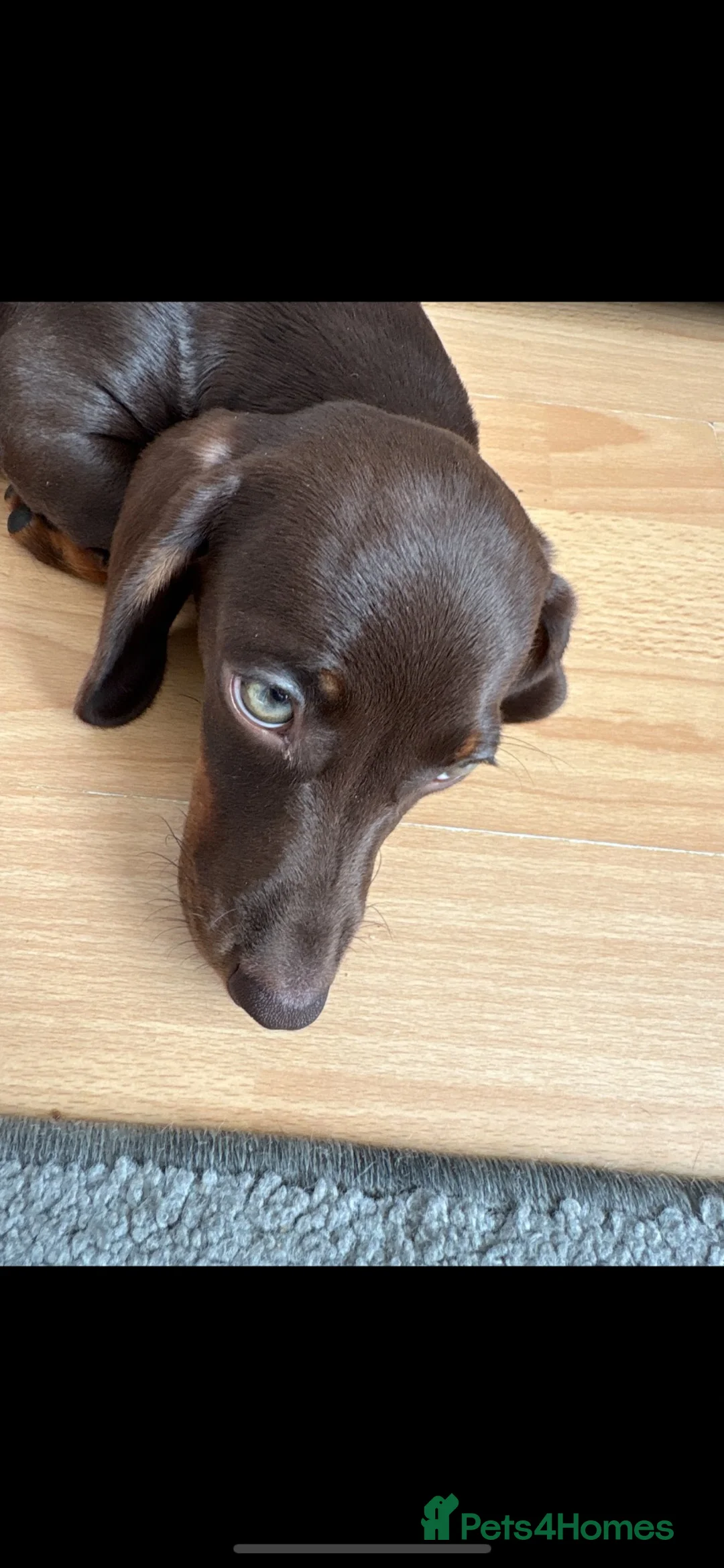 Dachshund dogs for sale: Dashhound in Woking - Advert 4