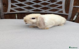 Mini Lop rabbits for sale: Mini lops baby rabbits for sale  - Image 4