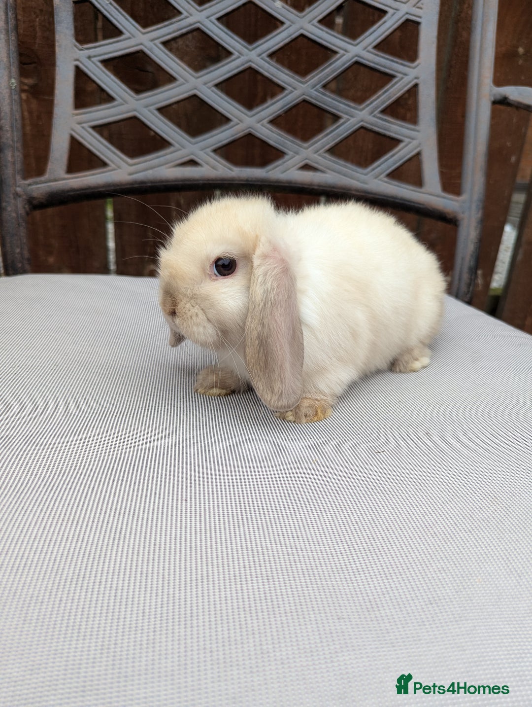 Mini Lop rabbits for sale: Mini lops baby rabbits for sale  - Image 4