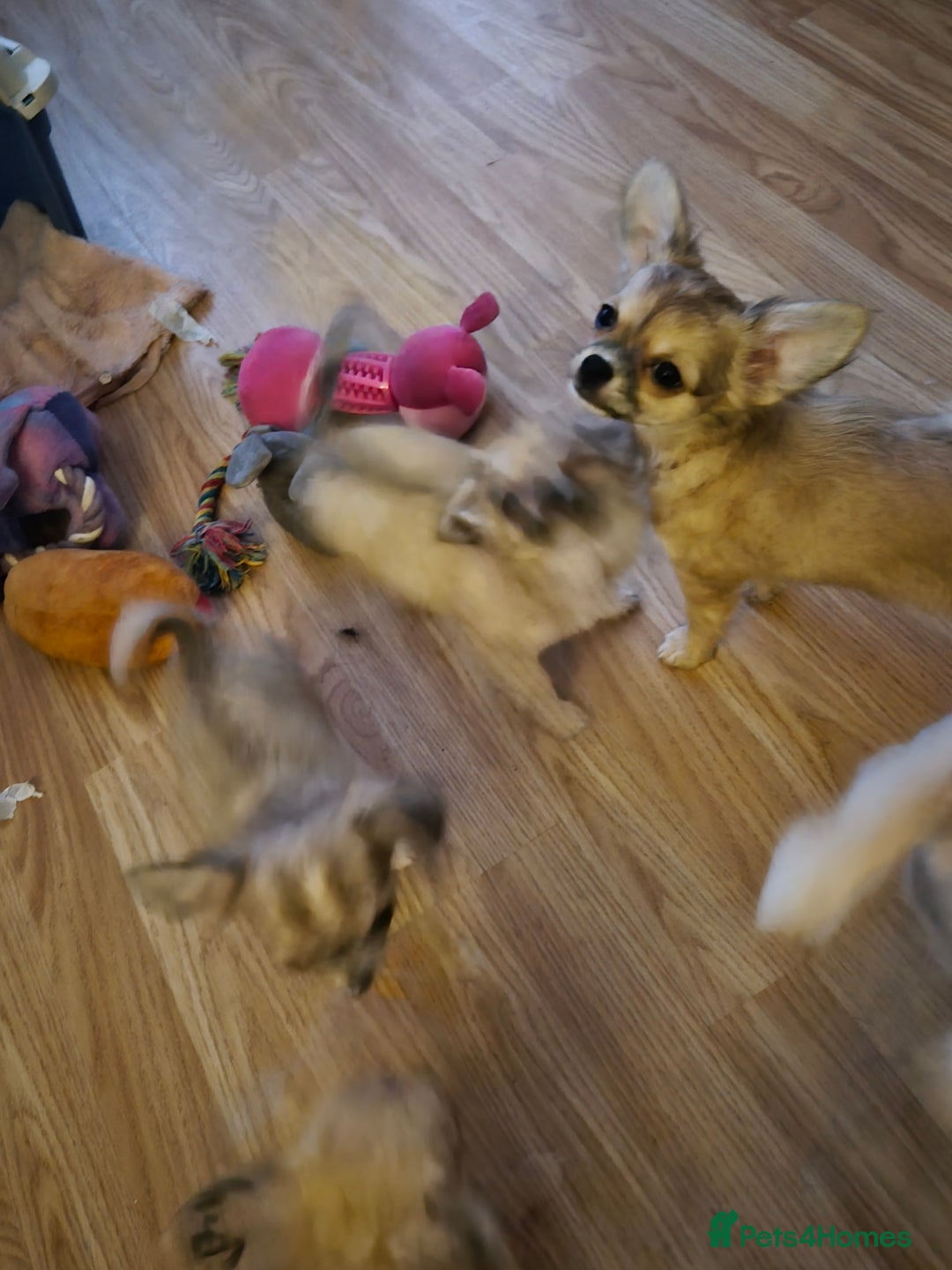 Chihuahua dogs for sale: Long haired chihuahua  - Image 6