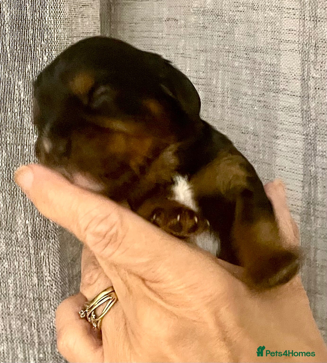 Cavalier King Charles Spaniel dogs for sale: KC Cavalier King Charles puppies - Advert 15