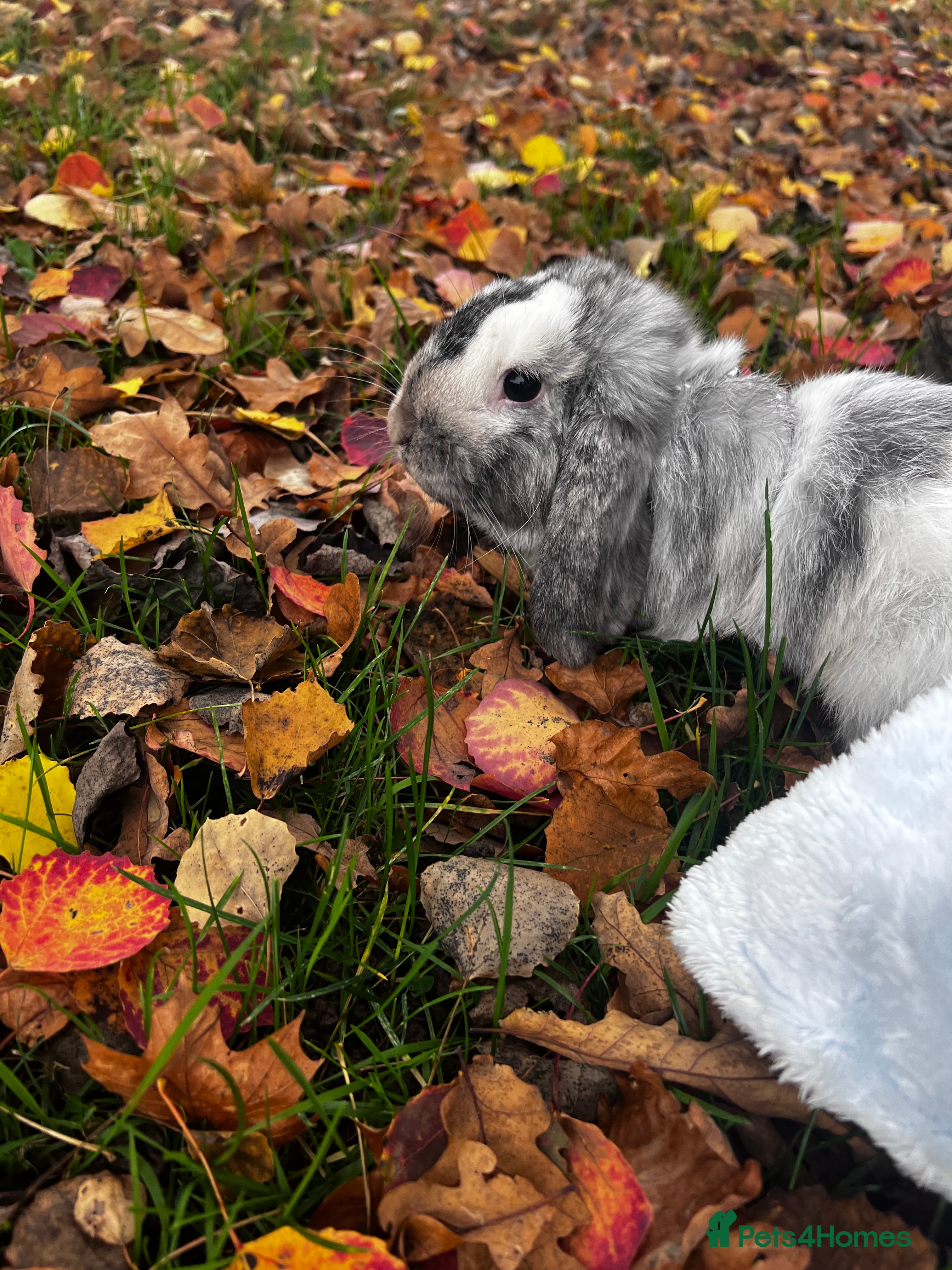 Mini Lop rabbits Grey and white mini lop - Advert 1