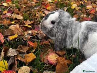 Mini Lop rabbits Grey and white mini lop - Advert 1