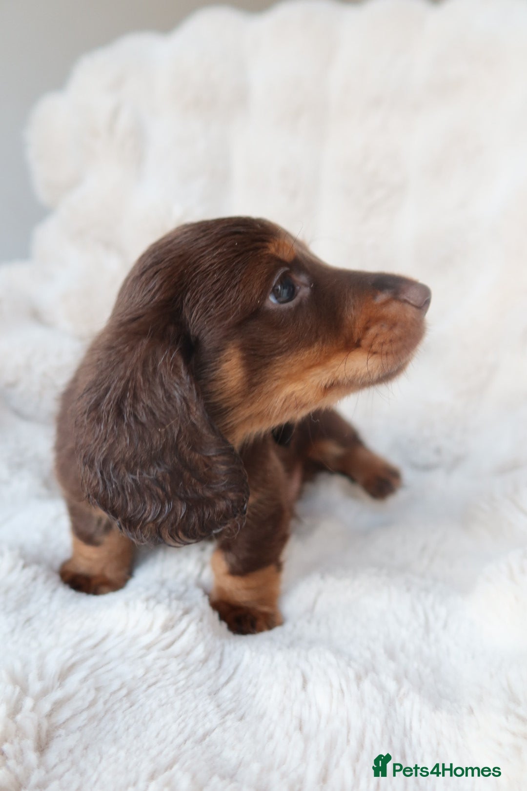 Miniature Dachshund dogs for sale: 4 male long hair miniature daschunds for sale - Advert 15