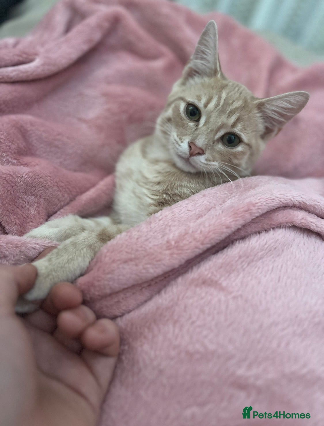 American Shorthair cats Kittens for reserve - Advert 3