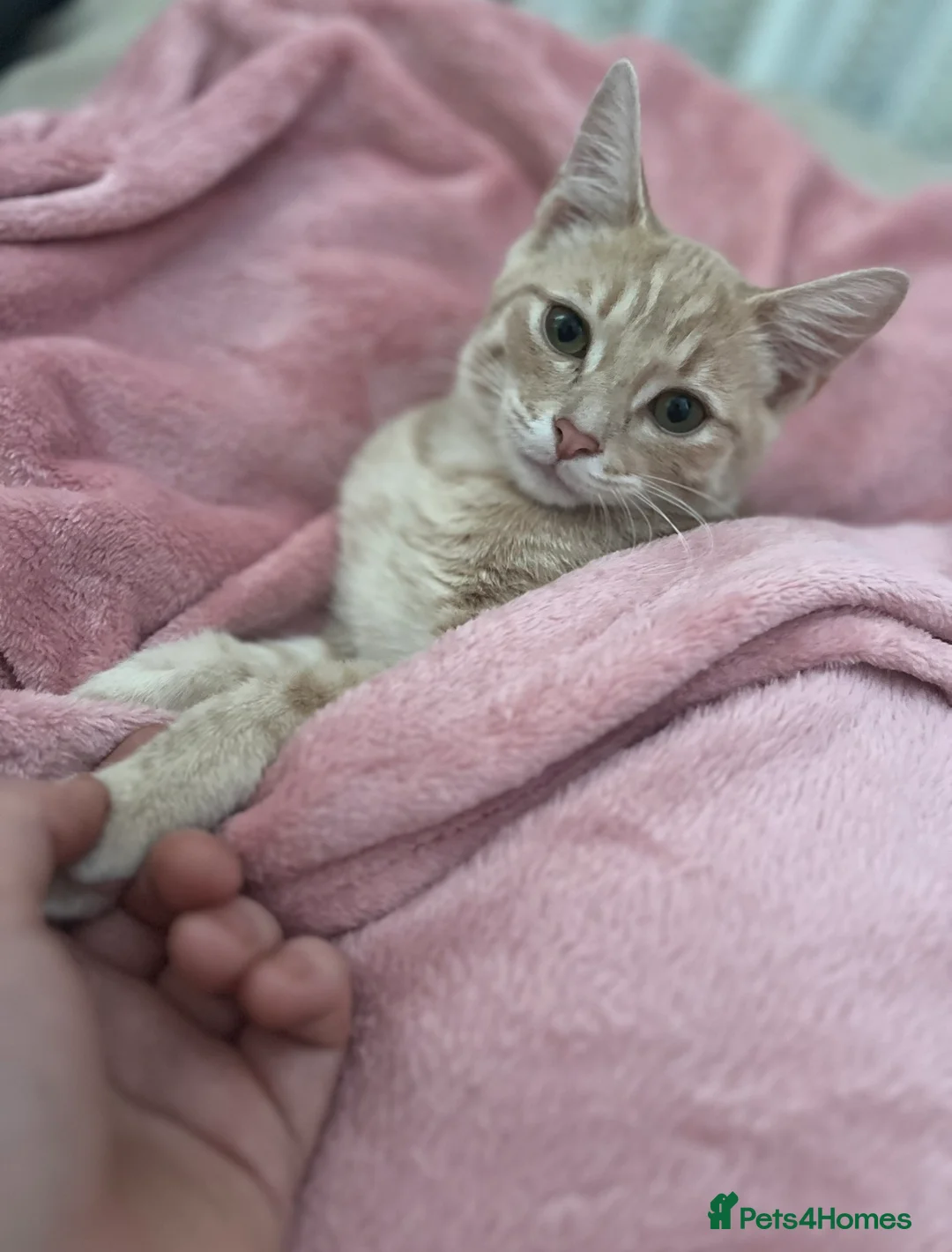 American Shorthair cats for sale: Kittens for reserve - Advert 1