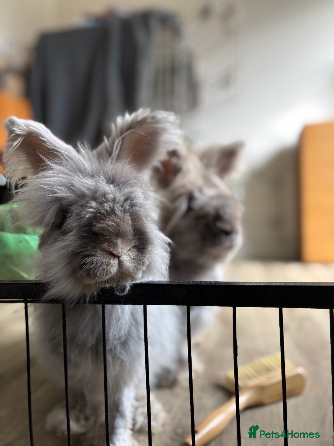 Angora rabbits for sale: Dudley - Advert 3