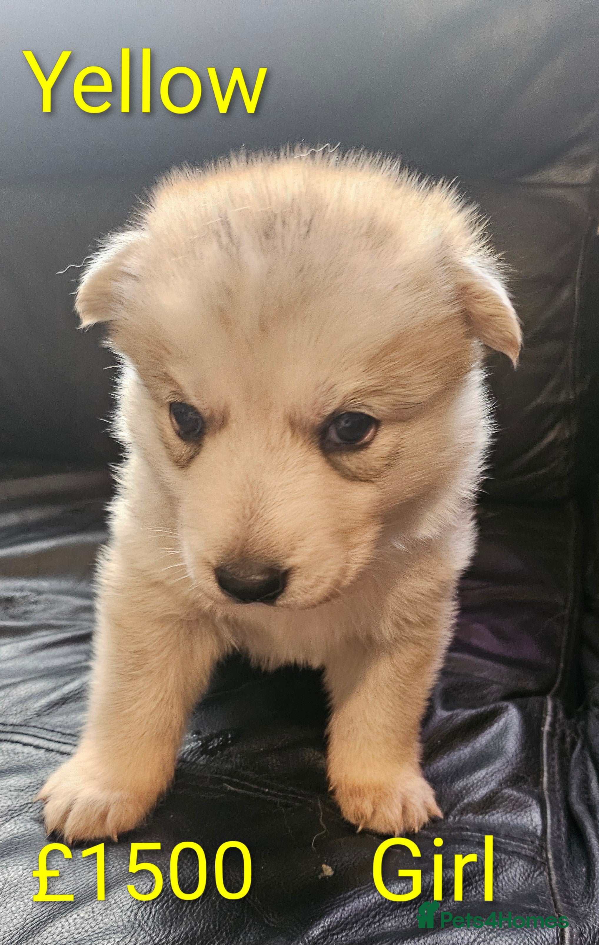 Shepsky dogs 7 Beautiful Shepsky puppies.  - Advert 1