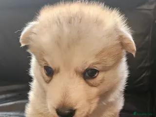 Shepsky dogs 7 Beautiful Shepsky puppies. - Advert 13