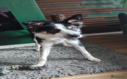 Border Collie dogs for sale: Gorgeous 8 months old border collie - Image 2
