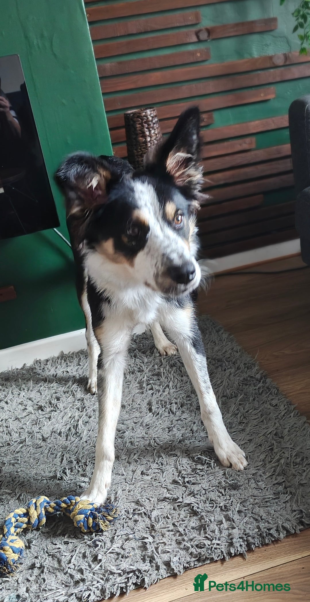 Border Collie dogs for sale: Gorgeous 8 months old border collie - Image 2