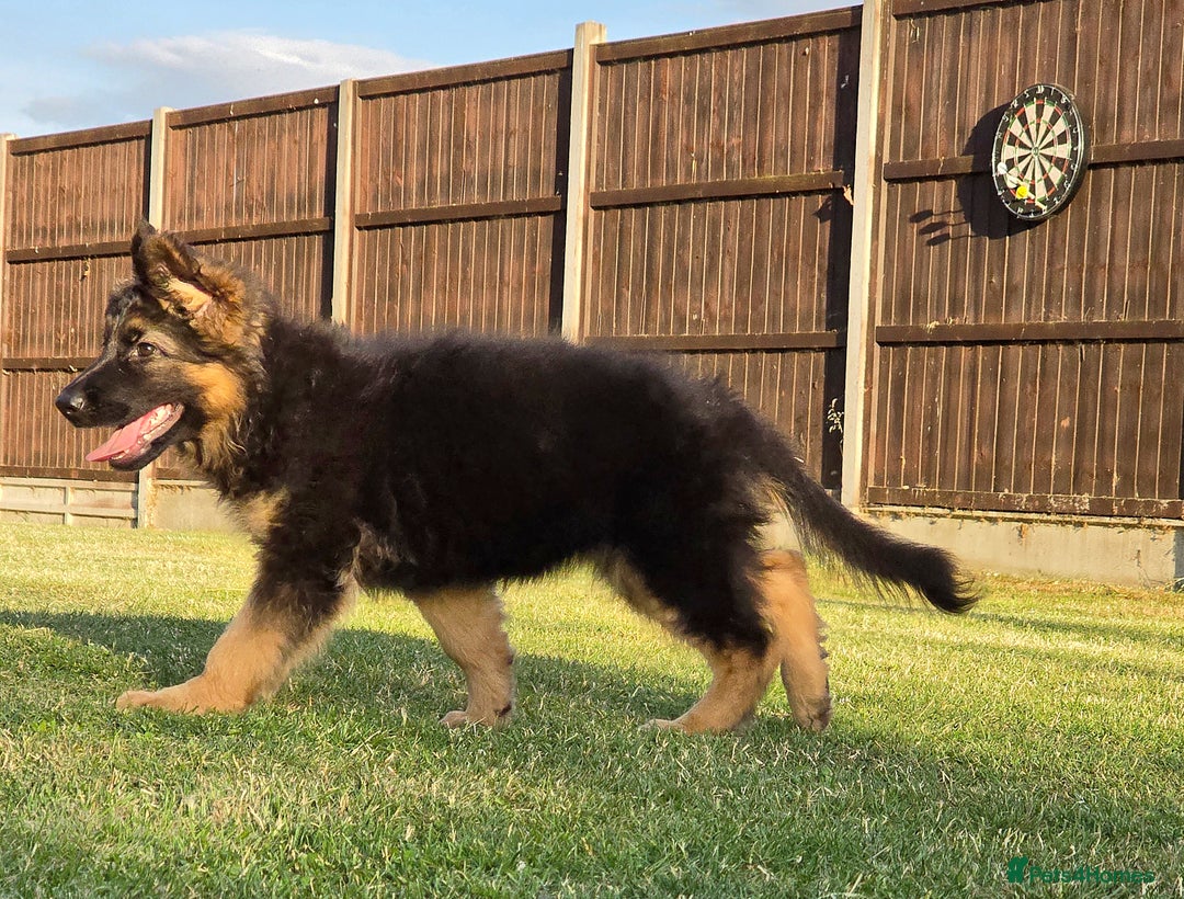 German Shepherd dogs for sale: Outstanding KC longhaired german shepherd puppies - Image 25