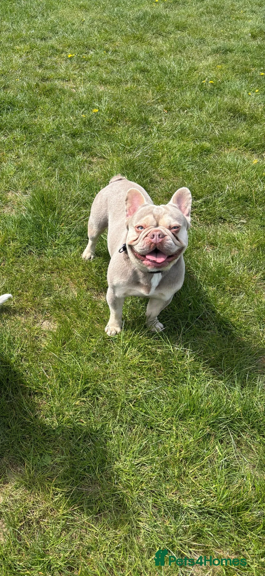 French Bulldog dogs for stud: Stunning Lilac French Bulldog Stud Available - Advert 1