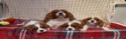 Cavalier King Charles Spaniel dogs for sale: STUNNING CAVALIER KING CHARLES BOYS  - Advert 7