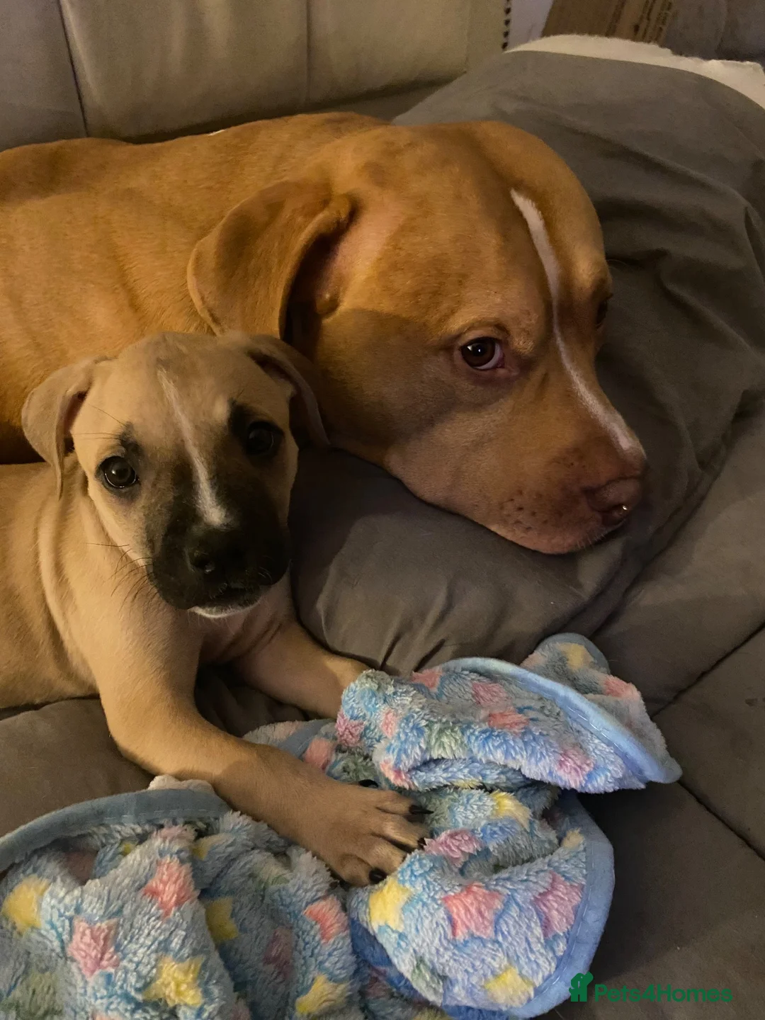 Mixed Breed dogs for sale: Cane corso x AM staff female pup  - Advert 2
