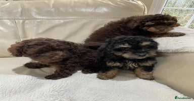 Cavapoo dogs - Advert 4