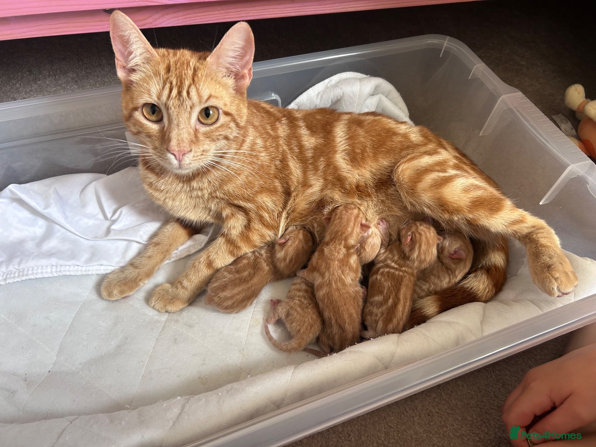 Mixed Breed cats Gorgeous ginger male kittens  - Advert 1
