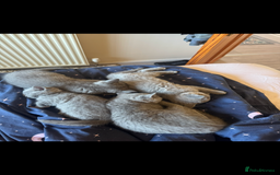 British Shorthair cats for sale: British shorthair kittens - Image 12