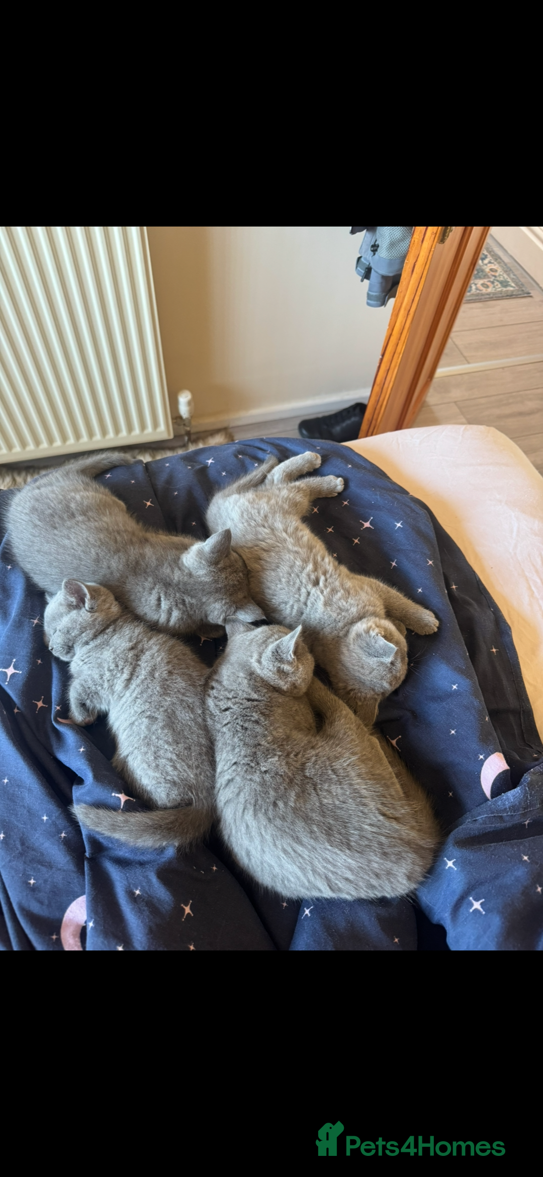 British Shorthair cats for sale: British shorthair kittens - Image 12