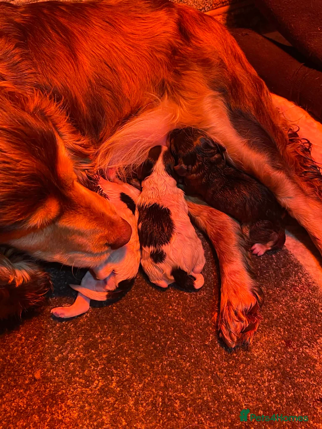 Cockapoo dogs for sale: Miniature F1 cockapoo puppies  in Stratford-upon-Avon - Advert 10