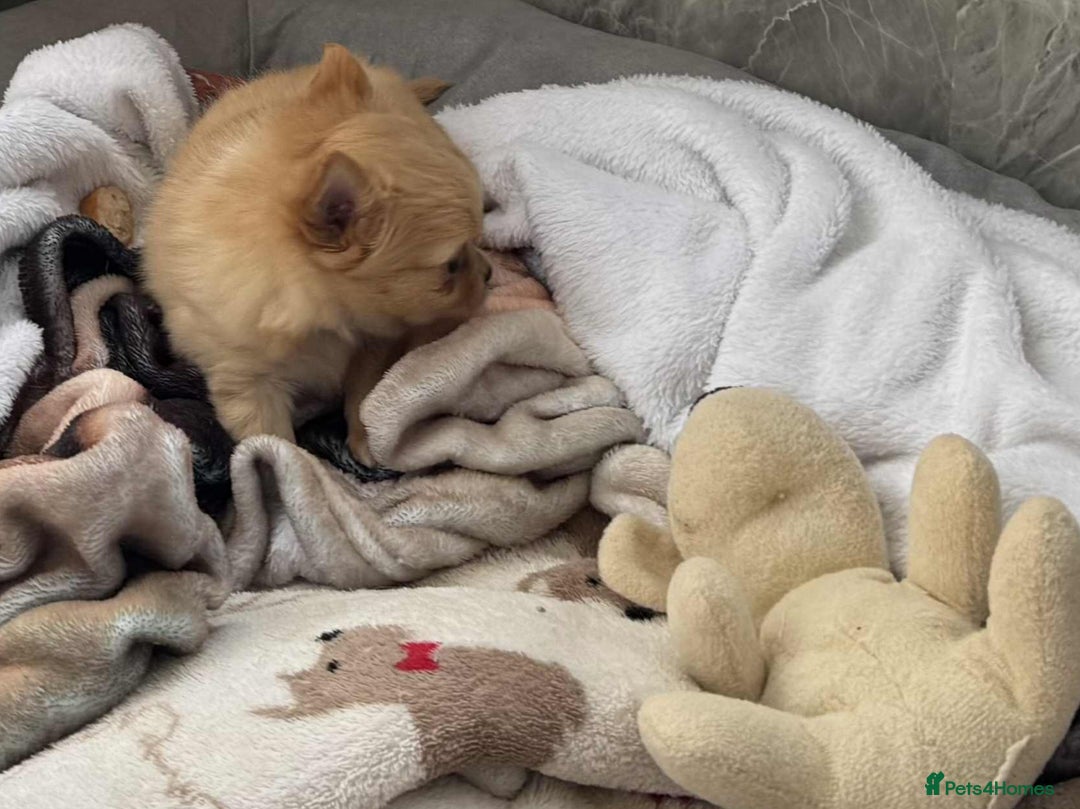 Chihuahua dogs for sale: Chihuahua long coat puppies ...only BOY left - Image 24