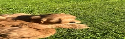 Labradoodle dogs for sale: Gorgeous healthy vet checked labradoodle puppies - Advert 13