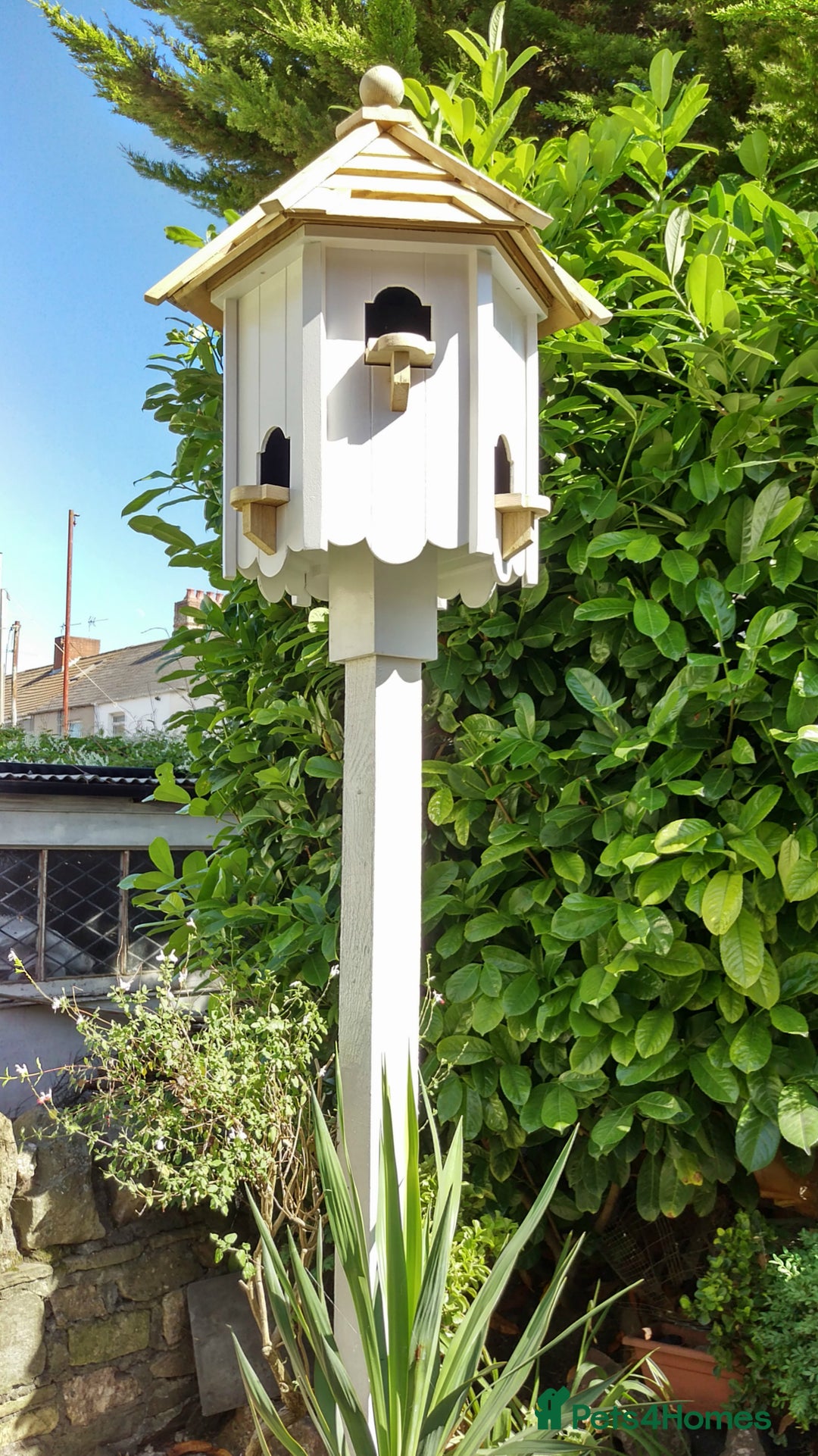 Doves birds for sale: Dovecotes - Image 2
