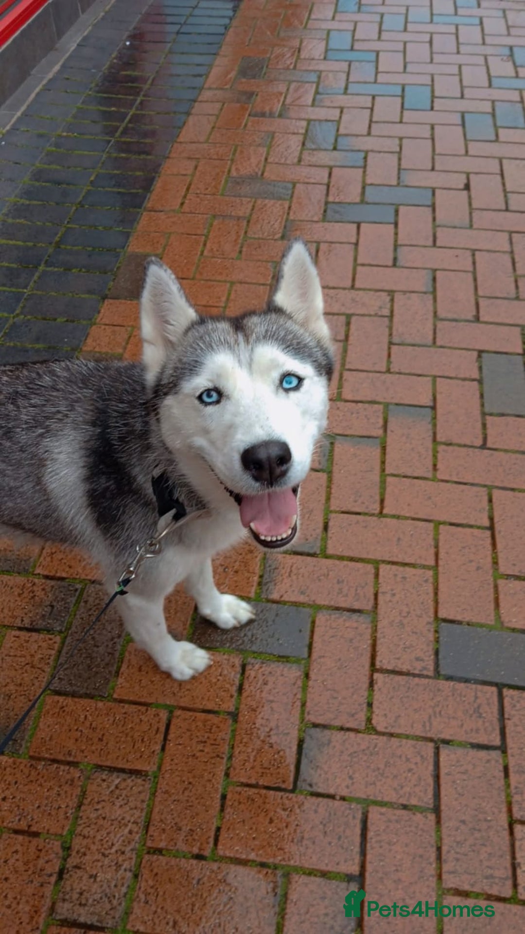 Siberian Husky dogs for sale: Beloved Ava - Image 1
